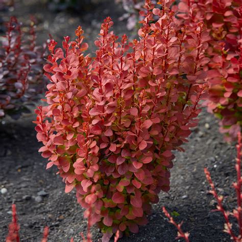 orange rocket barberry shrub